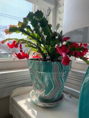 A vibrant Christmas cactus with red flowers in a marbled green pot by a window.