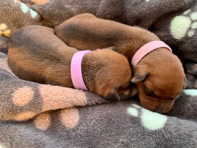Two newborn puppies with pink collars sleeping on a soft blanket.