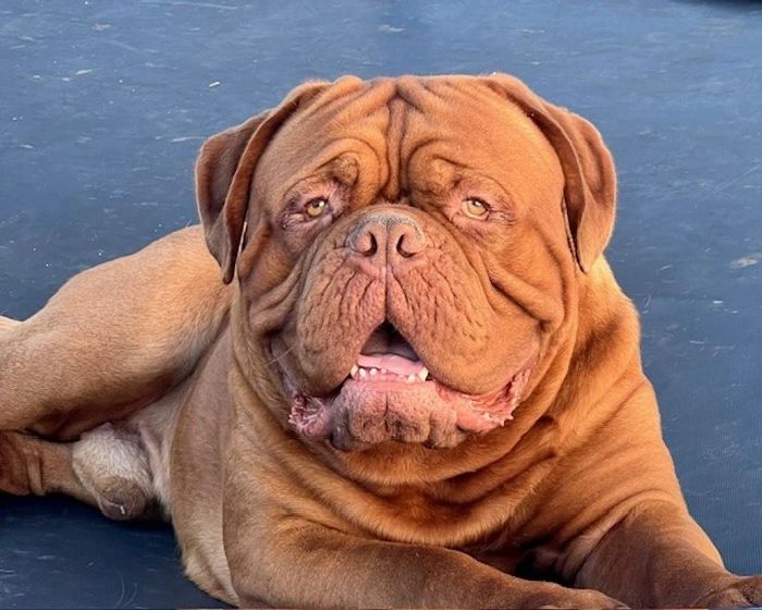 Large brown dog with wrinkled face lying down and looking content.
