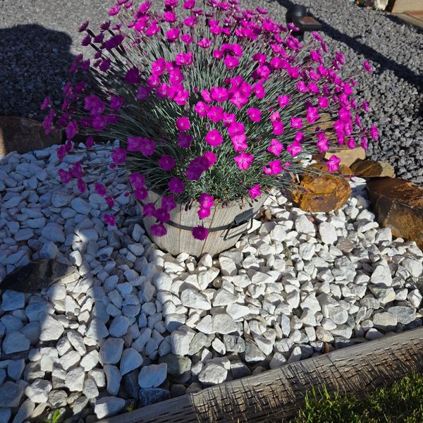 Bright pink flowers in a wooden pot surrounded by white stones in a garden.