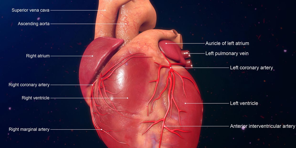Heart anatomy illustration with labels