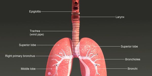 Lung anatomy with labels presented under medical tutorials.
