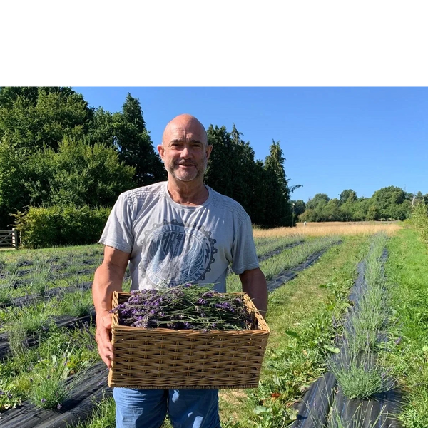 Carrying some harvested Lavender