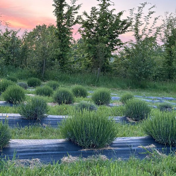 Lavender in the early stages of the season