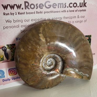 Whole ammonite specimen