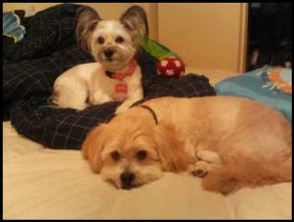 Two small dogs resting on a bed, one lying down and one sitting.