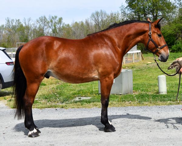 A shiny brown horse with a braided mane stands on a gravel area in daylight.