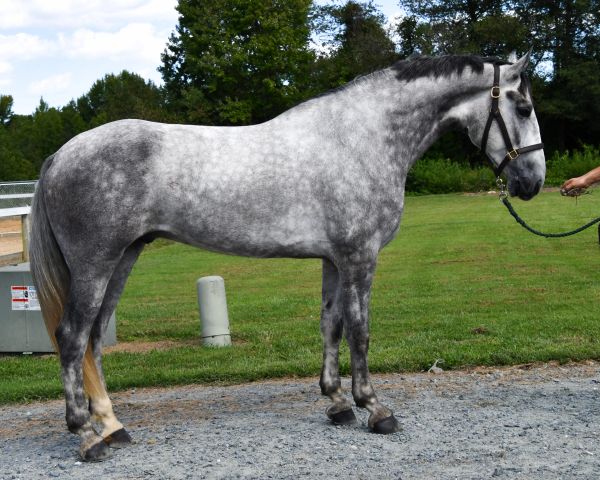 Gray horse standing on a gravel path.