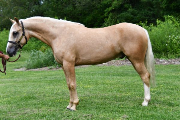 Palomino horse standing on grass with greenery in background.