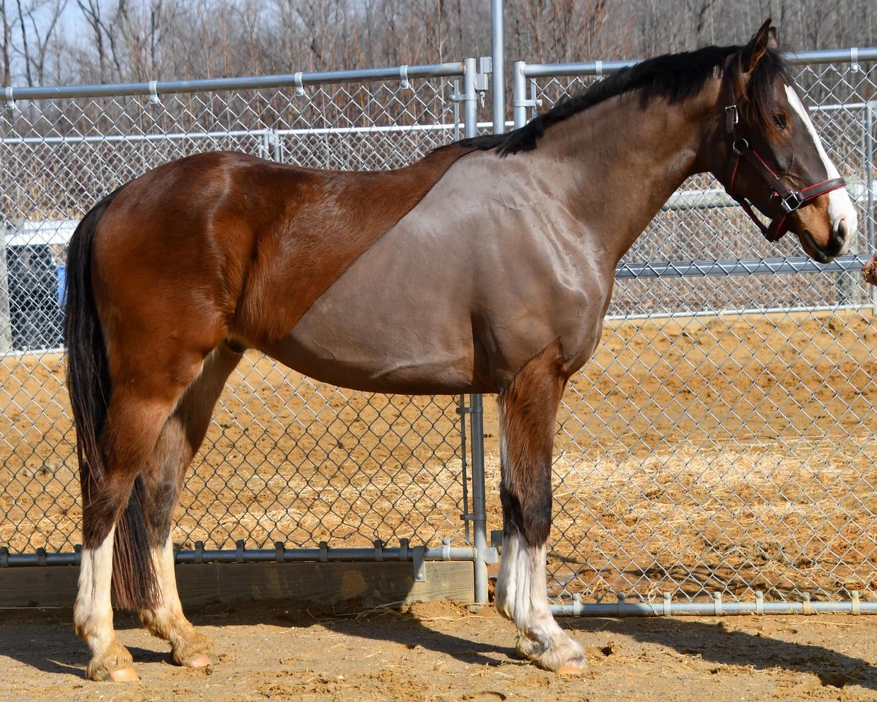 A horse with a shaved midsection stands in a fenced area.
