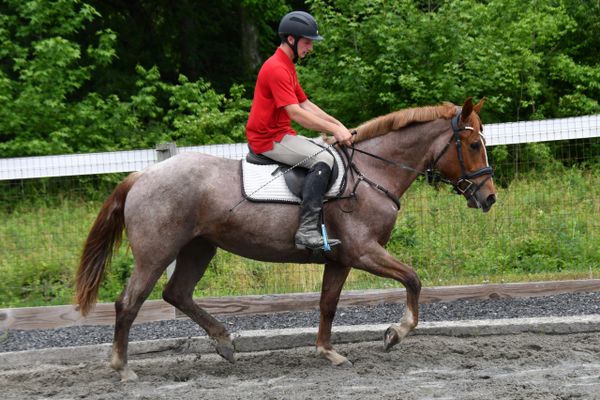 A rider in a red shirt riding a horse in an outdoor arena.
