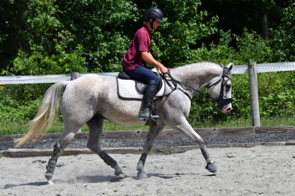 Person riding a gray horse in an outdoor arena.