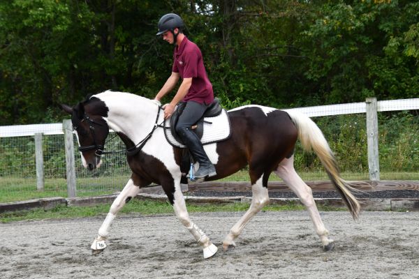 Person riding a black and white horse in an outdoor arena.