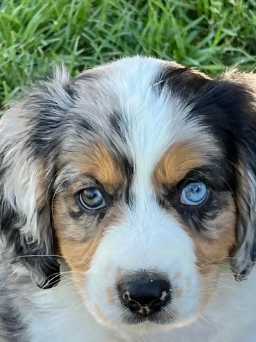 One blue and one brown eye Aussalier