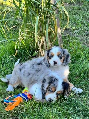 Worn out Aussalier pups