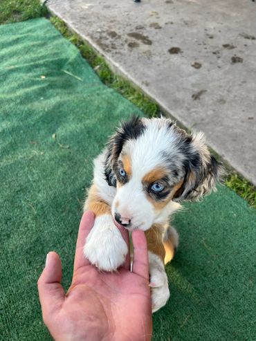 Blue eyes Aussalier, jag learning to shake hands.