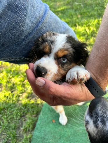 Meet the Sprollie day.