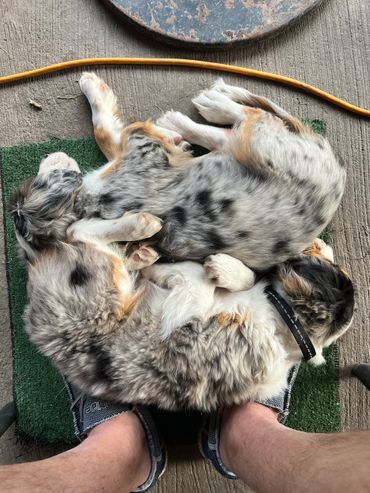 Aussaliers love there dads.