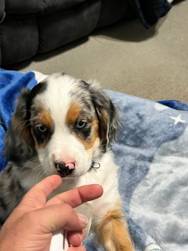 Aussalier first. Day. Home