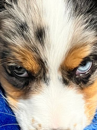 Aussalier look at those eyes.