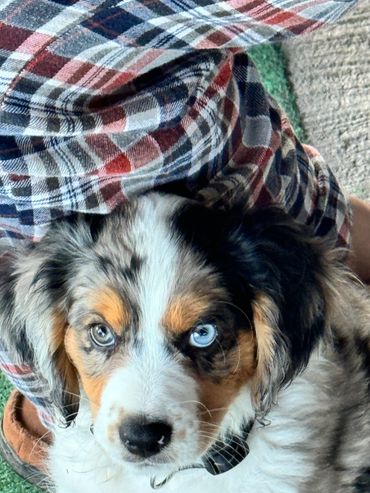 This Aussalier snuggle bug sticks close by at at all times.