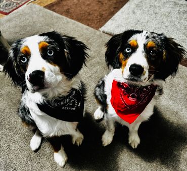 Pretty Aussaliers just groomed