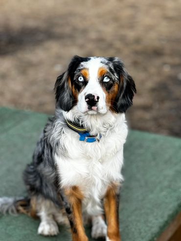 Jag! Now 7 Months Old.