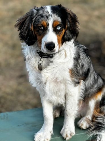 Ford! 7 Months Old Aussalier