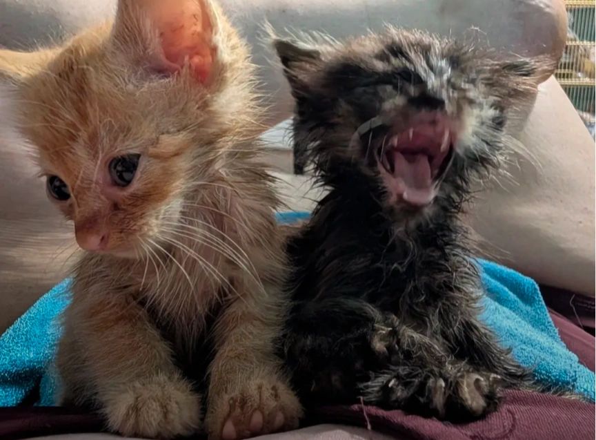 An image of an orange and black kitten being held on the chest of a person.