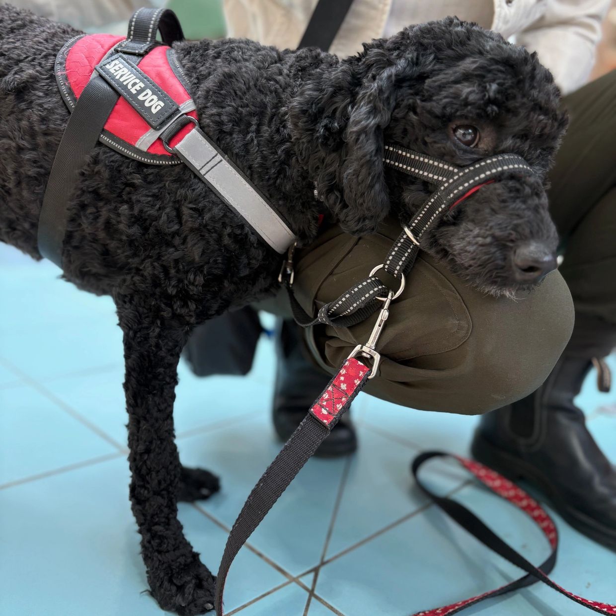 A black service dog with a red harness resting its head on a person's knee.