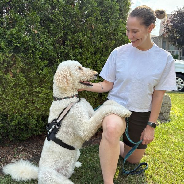 A woman kneels on grass, smiling at a white dog with a training harness.