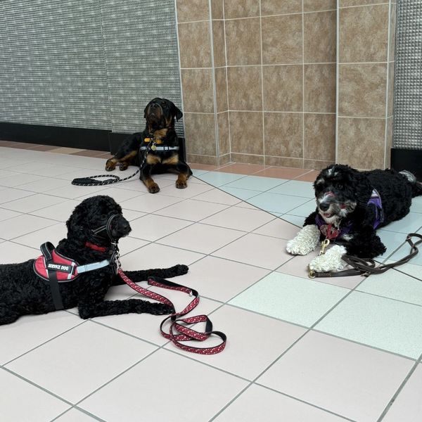 Three service dogs lying on a tiled floor inside a building.
