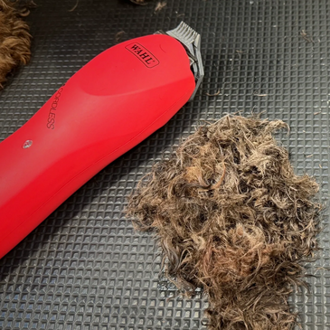 Professional dog clippers next to pile of clipped cockapoo hair