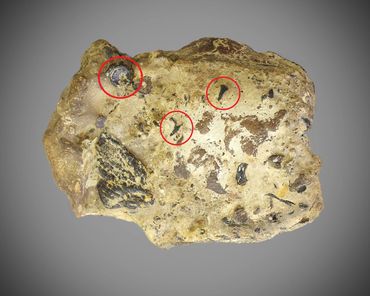 coprolite, inclusions, fossil, poozeum, teeth, shark, fish, bite, 