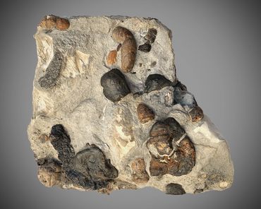 coprolite, dinosaur, poop, matrix, fossil, fish, Poozeum, 