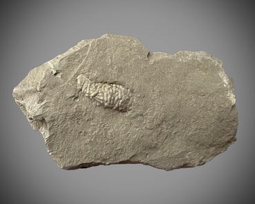 trilobite coprolite or fecal pellet mass