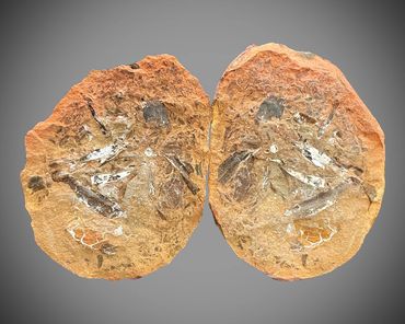 PZI39: Silesia, Poland. Age is Carboniferous. A coprolite with plant inclusions within a nodule. 359