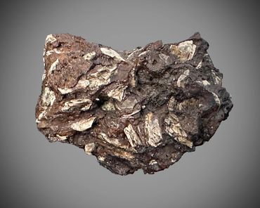 Coprolite with gar fish iniclusions