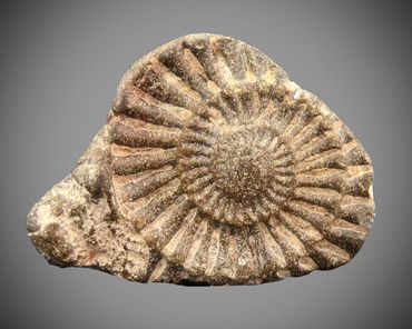 coprolite with ammonite impression