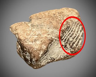 predation markings on a fossilized poop.