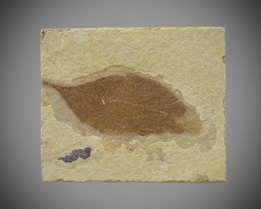 PZW08: Small coprolite next to a leaf (ash?)