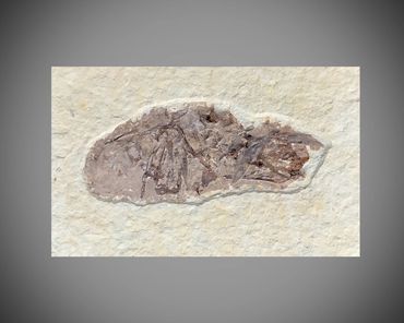 PZW14: Inclusions throughout.