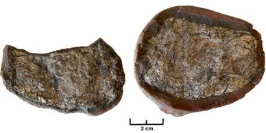 300 Million Year Old coprolite Reveal Diet Patten Of Unknown Extinct Animal