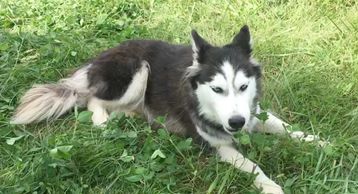Black and white female Siberian Husky
