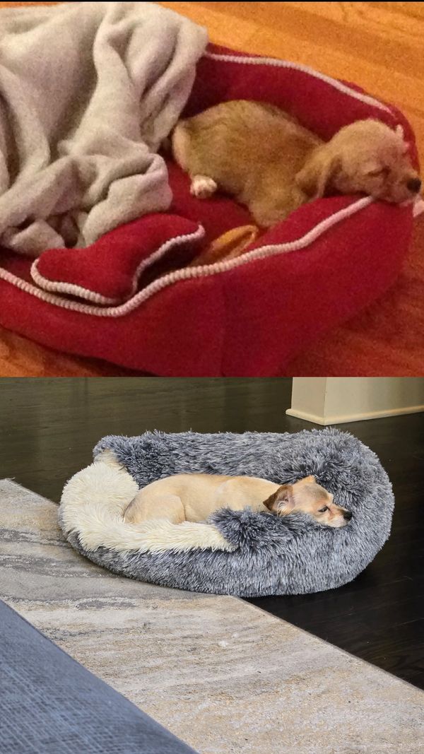 Two dogs resting in cozy beds, one red and one fluffy gray.