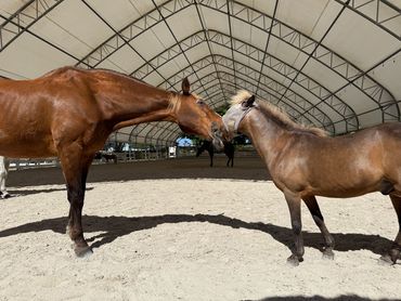 Two horses nuzzling inside a covered arena on a sunny day.