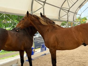 Two horses nuzzling each other under a canopy in a sandy enclosure.