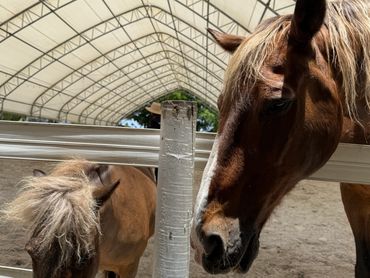 Two brown horses inside a covered stable, separated by a white fence.