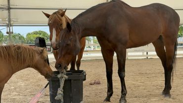 Three horses gathered around a black container with a rope toy inside.