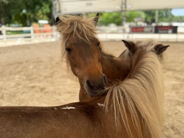 Two brown ponies nuzzling each other in a sandy enclosure.